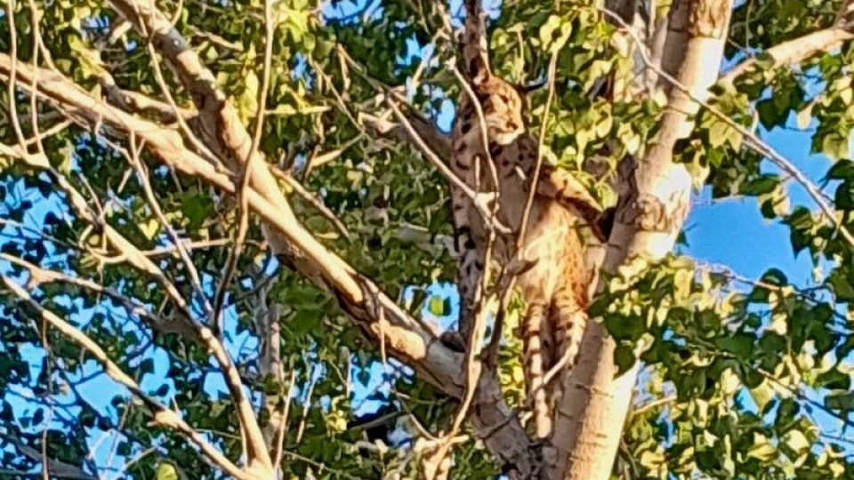 Anadolu parsı, Tunceli kırsalında görüntülendi